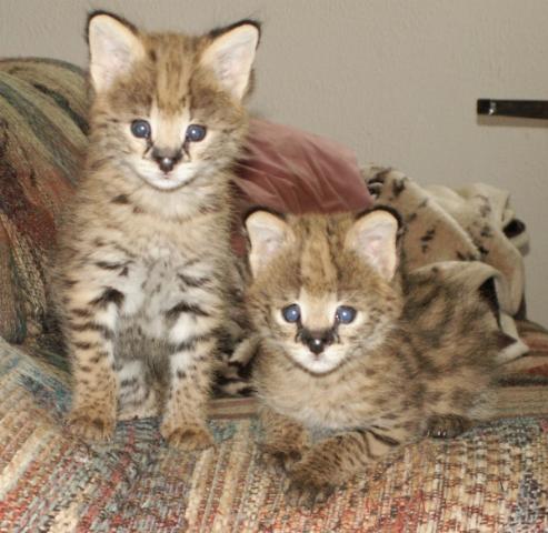 Cheetah cubs  , Ocelots , Serval and Savannah kittens available .